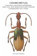 Carabid Beetles - Bild 1