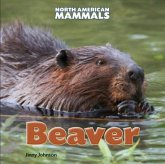 Beaver