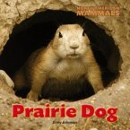 Prairie Dog