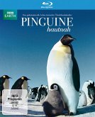 Pinguine hautnah Pinguine hautnah