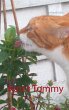 Kater Tommy - Bild 1