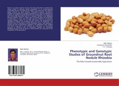 Phenotypic and Genotypic Studies of Groundnut Root Nodule Rhizobia