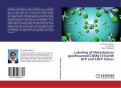 Labeling of Metarhizium guizhouense(CQMg135)with GFP and EGFP Genes - Mahmud, Md. Sultan;Ping, Yinyou;Zhongkhang, Wang