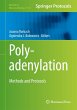 Polyadenylation - Bild 1