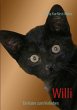 Willi - Bild 1