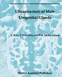 Ultrastructure of the Male Urogenital... - Bild 1