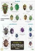 Guide to Shieldbugs of the British Isles Guide to Shieldbugs of the British Isles