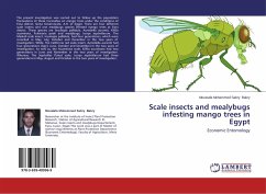 Scale insects and mealybugs infesting mango trees in Egypt