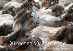 Dülmener Wildpferde - Gefährdete Nutztierrasse (Wandkalender immerwährend DIN A4 quer) - Mielewczyk, Barbara