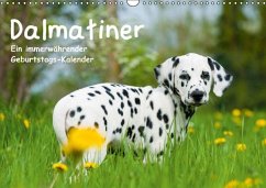 Dalmatiner - Ein immerwährender Geburtstags-Kalender (Wandkalender immerwährend DIN A3 quer)