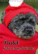Pudel / Geburtstagskalender... - Bild 1