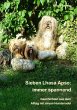 Sieben Lhasa Apso: immer spannend - Bild 1