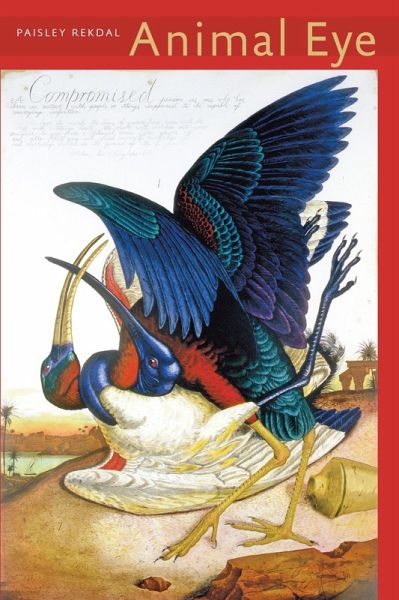 Animal Eye (eBook, ePUB)