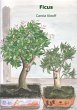 Ficus (eBook, ePUB) - Bild 1