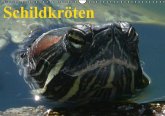 Schildkröten (Wandkalender immerwährend DIN A3 quer)