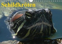 Schildkröten (Wandkalender immerwährend DIN A4 quer) - Stanzer, Elisabeth