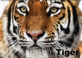 Tiger (Wandkalender immerwährend DIN A2 quer)