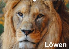 Löwen (Wandkalender immerwährend DIN A3 quer) - Stanzer, Elisabeth