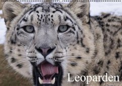 Leoparden (Wandkalender immerwährend DIN A2 quer)