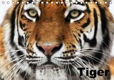 Tiger (Tischkalender immerwährend DIN A5 quer)