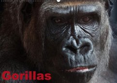 Gorillas / Geburtstagskalender (Wandkalender immerwährend DIN A2 quer)