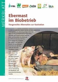 Ebermast im Biobetrieb