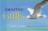 Amazing Gulls (eBook, PDF)