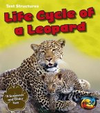 Life Cycle of a Leopard