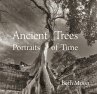 Ancient Trees - Bild 1