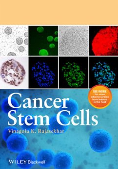 Cancer Stem Cells (eBook, PDF) - Rajasekhar, Vinagolu K.