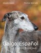 Galgo Español - Bild 1