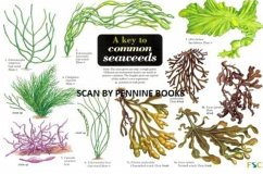 A Key to Common Seaweeds - Morrell, Steve A Key to Common Seaweeds - Morrell, Steve