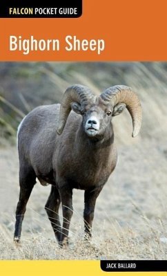 Bighorn Sheep - Ballard, Jack
