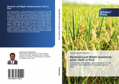 Cover Bacterial Leaf Blight resistance gene, Xa33 in Rice
