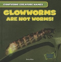 Glowworms Are Not Worms! - Allyn, Daisy