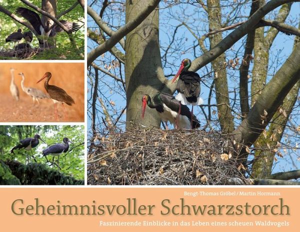 Geheimnisvolle Schwarzstörche Geheimnisvolle Schwarzstörche