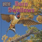 Barn Swallows