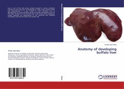 Anatomy of developing buffalo liver