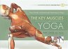 Key Muscles of Yoga (eBook, ePUB) - Bild 1