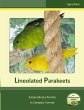 Lineolated Parakeets - Bild 1