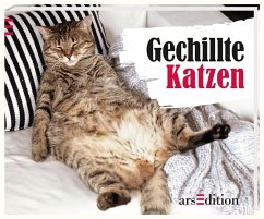 Gechillte Katzen - Vennebusch, Paulus