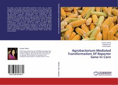 Agrobacterium-Mediated Transformation Of Reporter Gene In Corn