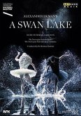 A Swan Lake A Swan Lake