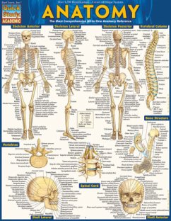 Cover Anatomy