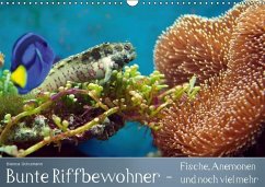 Bunte Riffbewohner - Fische, Anemonen und noch viel mehr (Wandkalender immerwährend DIN A3 quer) - Schumann, Bianca