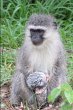 Mandi Monkey and Other Stories - Bild 1