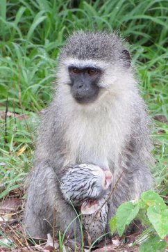 Mandi Monkey and Other Stories - Kruger-Park, Justin