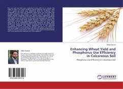 Enhancing Wheat Yield and Phosphorus Use Efficiency in Calcareous Soil