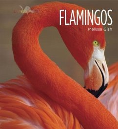 Living Wild: Flamingos - Gish, Melissa