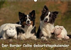Der Border Collie Geburtstagskalender (Wandkalender immerwährend DIN A3 quer)